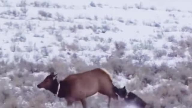 Is this a hound chasing a sheep? Or a deer?