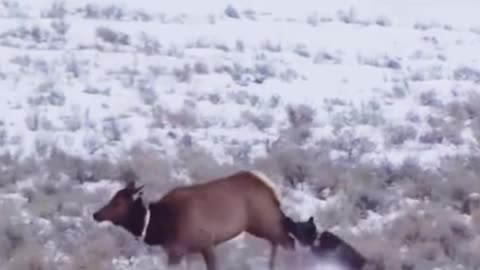 Is this a hound chasing a sheep? Or a deer?