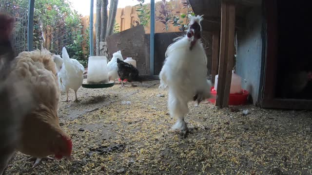 Early Morning Sun Rising Backyard Chickens Relaxing Video Sounds Noises Hens And Roosters ASMR!