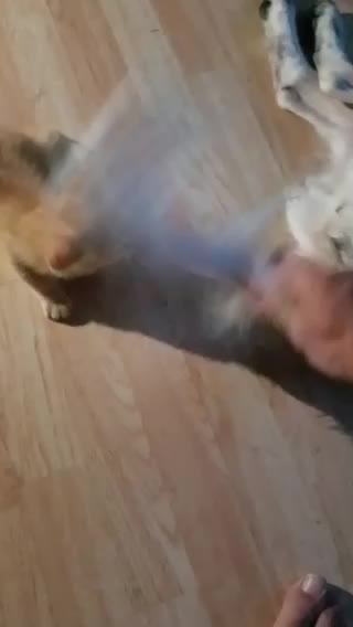 Cat loves dog tail