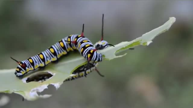 Caterpillars eating leaves nature video2021