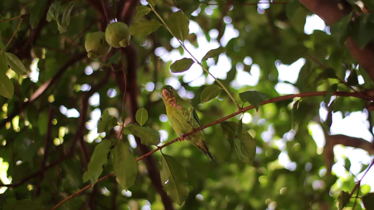 Ringneck Parrot Talking and Eating Guava on Tree