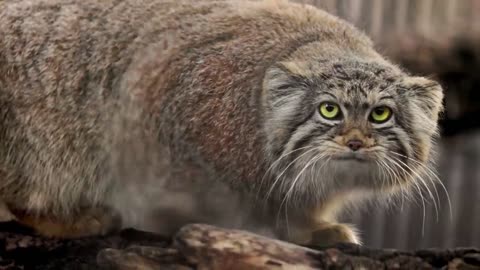 Eve is the most beautiful Pallas's cat_p2