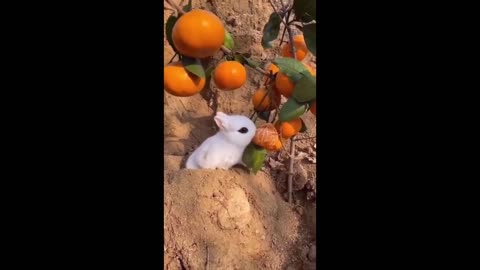 Cute Funny Animal Compilation Will Make You Laugh Till You Cry