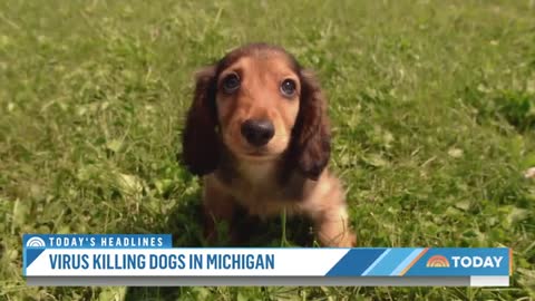 Dozens Of Dogs In Michigan Sick With Unidentified Virus