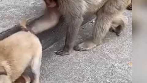 Monkey video