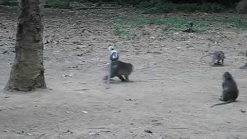 Monkeys playing with cat