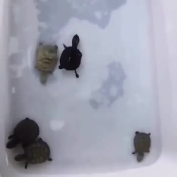 cute turtle playing with fish