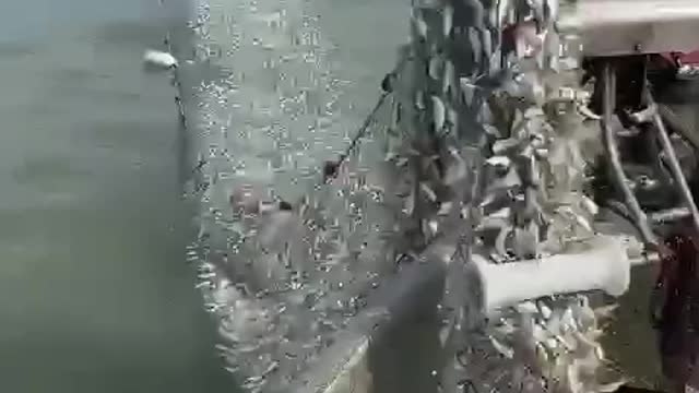 Billions of these tiny fish were caught with just this.....