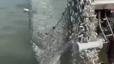 Billions of these tiny fish were caught with just this.....