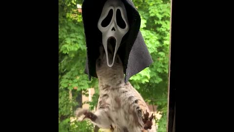 Squirrel Turns Into Ghostface From Scream