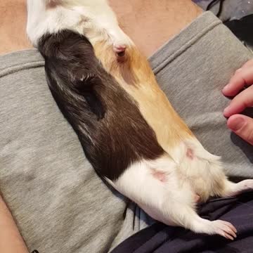 Guinea pig gets hypnotized by the cuddles