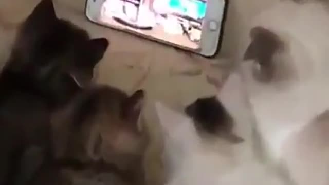 Best Funny Animal Videos 2022 😂 - Funniest Cats Watching In Cartoon Mobile 😻