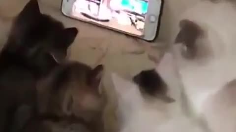 Best Funny Animal Videos 2022 😂 - Funniest Cats Watching In Cartoon Mobile 😻