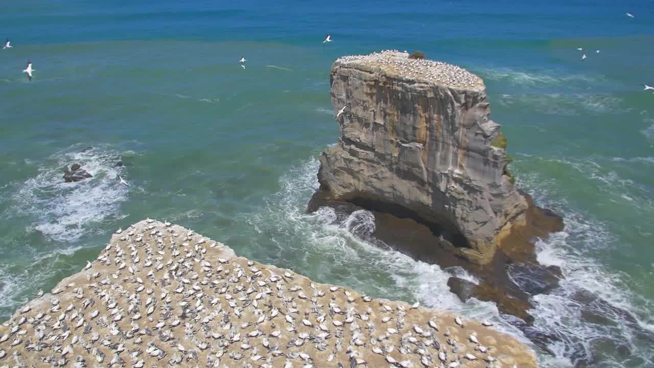 Gannet Birds Flying Around Colony