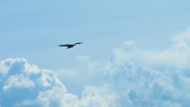 A majestic predator and an incredibly beautiful bird