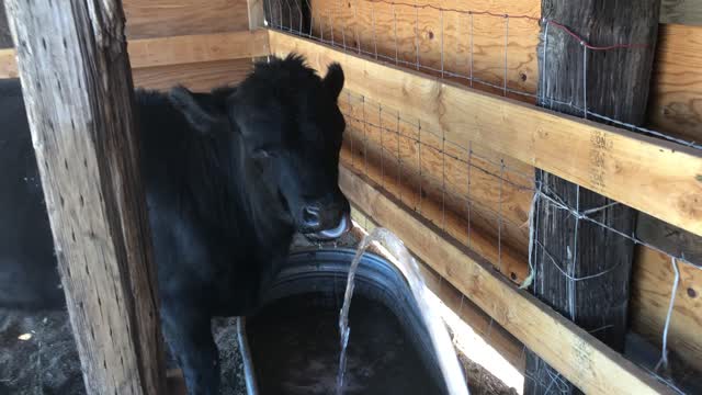 Ribeye’s thirsty