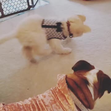 Bulldog plays with puppy