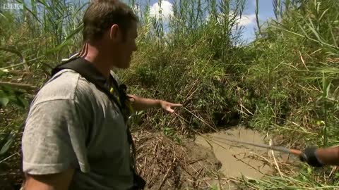 Saltwater Crocodile Protects Her Nest | Deadly 60 | BBC Earth