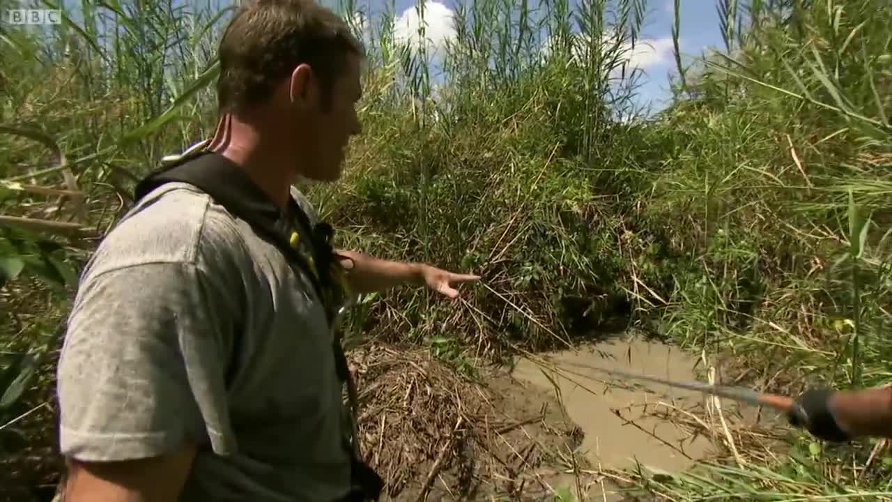Saltwater Crocodile Protects Her Nest | Deadly 60 | BBC Earth