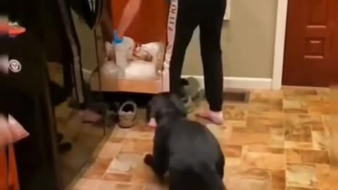 This dog can jump up to the ceiling out of excitement
