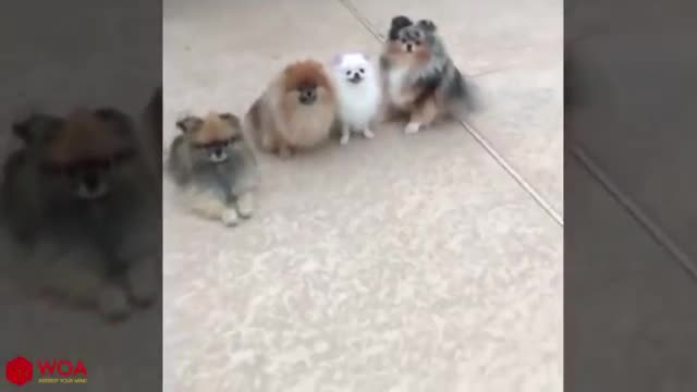 AMAZING ! Smart Dogs Wait For Their Names To Be Called