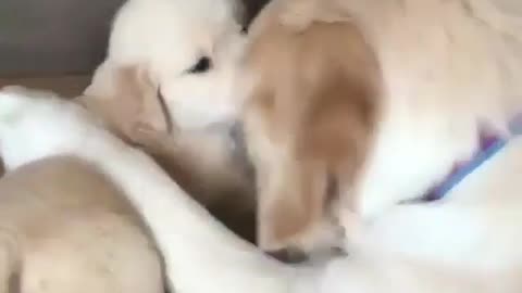 Two cute little dogs