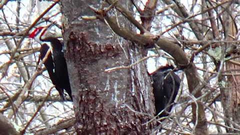 Pileated Woodpeckers