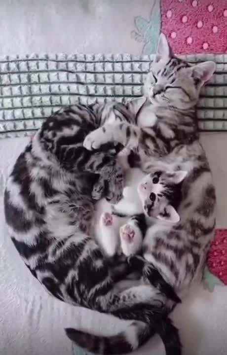 FAMILIA DE GATOS FOFOS / FUNNY Funniest Animals #shorts