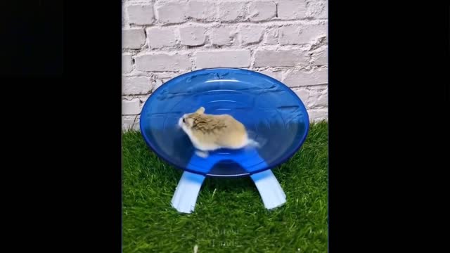 Cute And Funny Pets | Try Nott To Laugh To These Pets