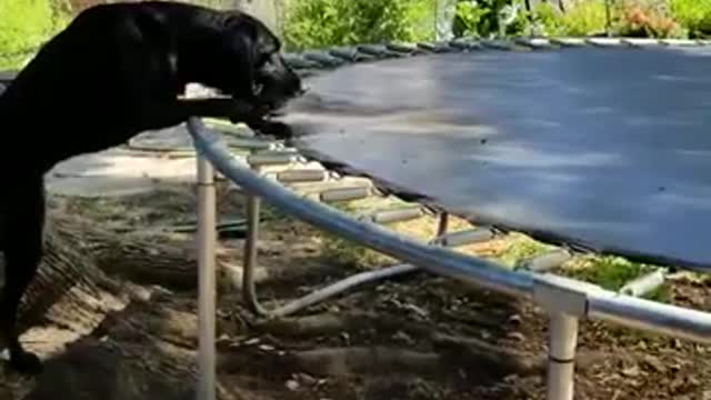Smart dog discovers new usage for trampoline