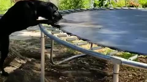 Smart dog discovers new usage for trampoline