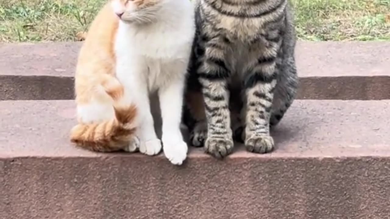 Cute Cat