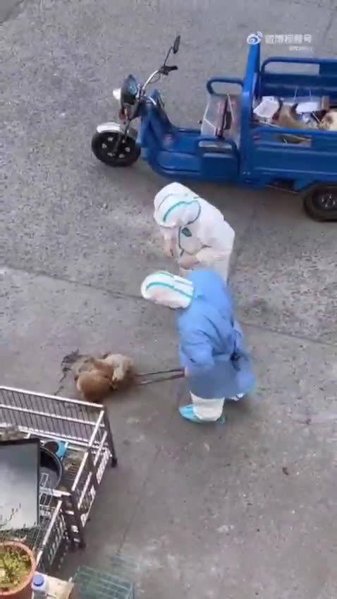 Dogs being rounded up in Shanghai, China to be killed as part of zero COVID