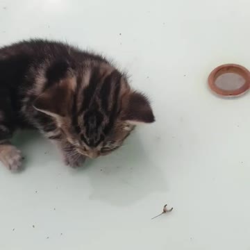 Asmr petting fluffy cute baby kitten😻