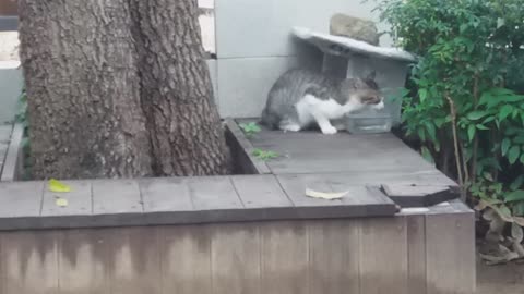 Cat leisurely drinking water in the back of the elementary school