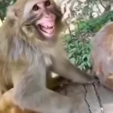 Funny Animals Cats and Dogs Cute Fails Caught on Camera Try Not to Laugh Challenge Funny Meme