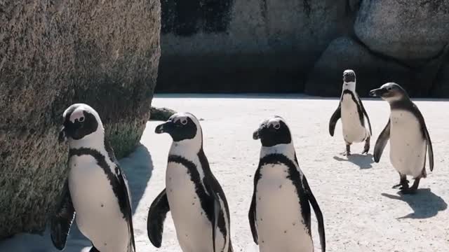 Parade of penguins on the beach