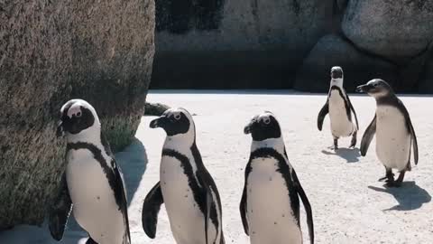 Parade of penguins on the beach