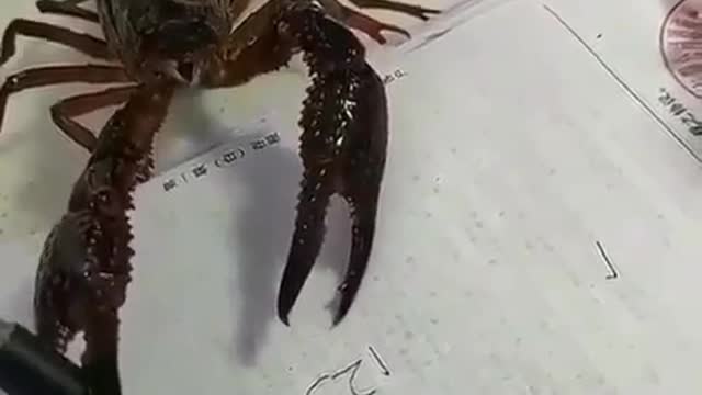 Crab is writing.