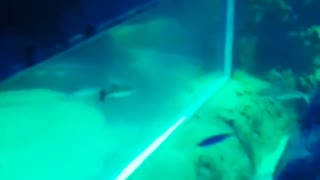 jelly fishes got stuck with fishes near lost tank