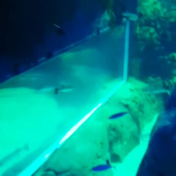 jelly fishes got stuck with fishes near lost tank