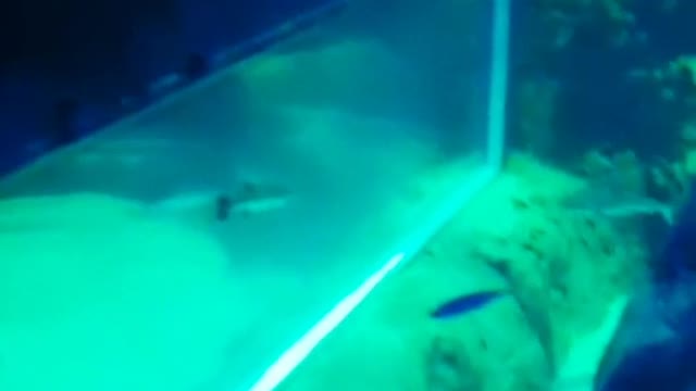 jelly fishes got stuck with fishes near lost tank
