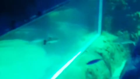 jelly fishes got stuck with fishes near lost tank