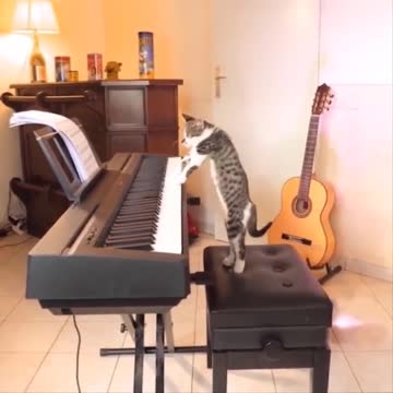 cat playing keyboard