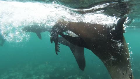 Seals Swimming Underwater