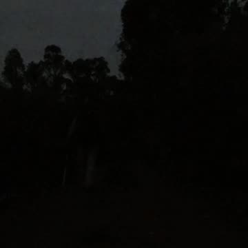 Night Bushwalk Western Australia