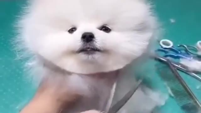 Hair cutting dog, so cute dogs