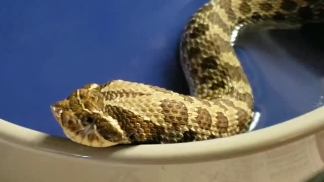 Little Hognose Adjusts After Eating