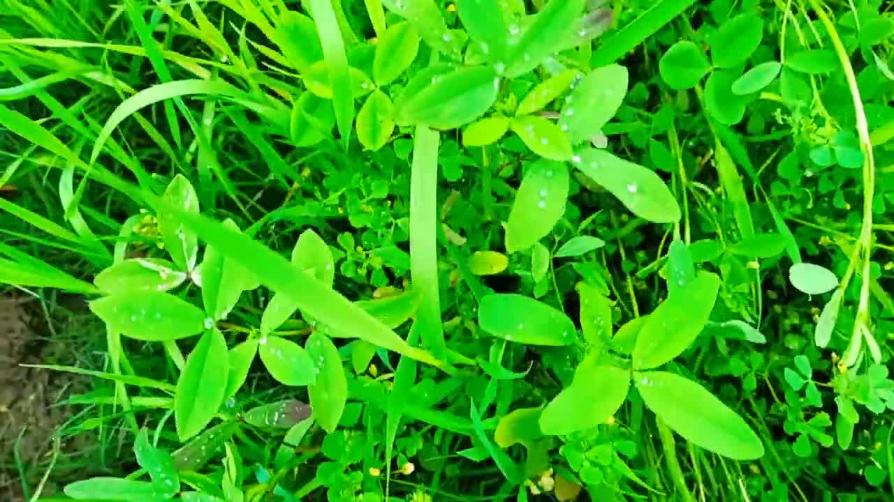 Nature In 10 Second Free 4k video